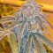 Grandaddy Purple feminized seeds (Big Head Seeds)