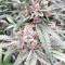 Grandaddy Purple feminized seeds (Big Head Seeds)