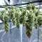Jumping Jack Dash Auto feminized seeds