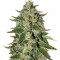 Midas Seeds