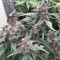Narco Purps Auto feminized seeds