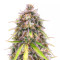 Original Auto Sour Diesel feminized seeds
