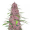 Purple Juice Auto Feminized Seeds (Herbies Seeds)