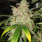 Purple Punch Auto Seeds