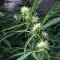 Shamanic Haze feminized seeds