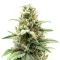Super Mutant Mass feminized seeds