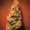 Sweet Amnesia feminized seeds