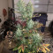 THC Bomb Auto feminized seeds
