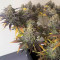 Zkittlez Fast Version (Herbies Seeds)