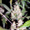 Sugar Bomb Punch feminized seeds