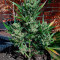 Blueberry Autoflower (Herbies Seeds)