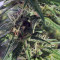 Graines de cannabis 501st OG Regular (Rare Dankness Seeds)