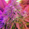 818 Headband