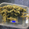 Amnesia OG regular strain