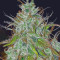 Graines de cannabis Auto Chemdog (Auto Seeds)