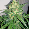 Blue Kush 99 Auto (Xtreme Seeds)