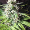 Boy Scout Cookies (Kalashnikov Seeds)