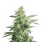 Buddha Red Dwarf Auto regular (Buddha Seeds)