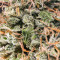 Chem Berry D semi regolari