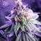 Graines de cannabis Chem Berry D regular (Dark Horse Genetics)