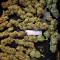 Critical Kush Seeds