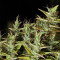 Dr. Grinspoon (Barney's Farm)