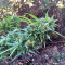 Durban Seeds (CannaBioGen)