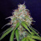 Girl Scout Cookies Auto (Semi Sensibili Originali)