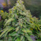 HulkBerry strain
