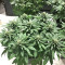 Julies Cookies Seeds