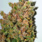 Graines de cannabis Pure Africa (Original Sensible Seeds)
