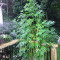 Skywalka Ghost Kush (Big Head Seeds)