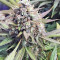 Graines de cannabis Strawberry Fields (Sagarmatha Seeds)