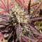 Thin Mint Crack Autoflower feminized seeds