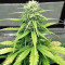 Original Afghan Kush Seeds