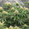 Bruce Banner Fast Version Feminized Seeds (Easy Grow Seeds)