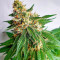 Sementes Feminizadas de Chemdog Fast Version (EGS)