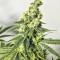 Dozy Cake Feminized Seeds (AlphaFem Seeds)