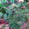 Durga Mata II CBD (Paradise Seeds)