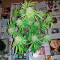 Dutch Dragon feminized seeds