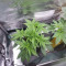 Grease Monkey (Herbies Seeds)