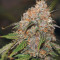 Original Auto Northern Lights (Fast Buds)