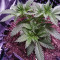 Purple Punch Cookies (Original Sensible Seeds)