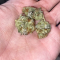 LSD Seeds - Cannabis Strain Seeds for Sale