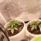 Gorilla Cookies Seeds