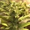 Vente de graines de cannabis LSD-25 Auto (Fast Buds)