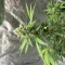 White Widow Auto (Herbies Seeds)