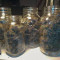 Black Cream Auto feminized seeds for sale: information and reviews