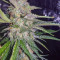 Original Auto Cheese Seeds - Cannabis Strain Seeds for Sale