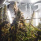 Compre sementes feminizadas Z OG Auto da Barney's Farm